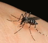 leggi tutto l'articolo Da Zica a Chikungunya i virus arrivano nel liquido seminale Da Zica a Chikungunya i virus arrivano nel liquido seminale