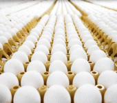 Hong Kong vieta l'importazione di uova e pollame da Padova: «Epidemia di aviaria»