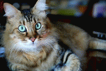leggi tutto l'articolo Gatto da dieci anni vive in corsia: cacciato dalla Asl per igiene. I social insorgono Gatto da dieci anni vive in corsia: cacciato dalla Asl per igiene. I social insorgono