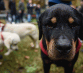 Il cane elisir di lunga vita, per gli scienziati riduce il rischio malattie