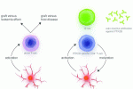 GvHD GVL: ruolo delle differenze e del bilanciamento delle sottopopolazioni dei T