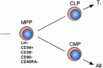 Differenziazione in senso eritroide di staminali pluripotenti indotte aventi origini diverse