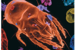 leggi tutto l'articolo Le allergie ed il nostro organismo Le allergie ed il nostro organismo