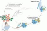 Recupero immunitario post-trapianto: descrivibile con modello dinamico?