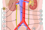 Microbiota Intestinale ed Infezioni delle Vie urogenitali