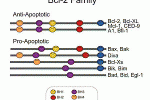 ATROFIA NERVO OTTICO E GENE BCL-2