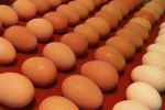 leggi tutto l'articolo Australia: uova "modificate" per combattere le allergie Australia: uova "modificate" per combattere le allergie