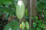 leggi tutto l'articolo Bevande al cacao per la memoria Bevande al cacao per la memoria