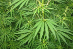 leggi tutto l'articolo Cannabis e suicidio, scoperto un nesso Cannabis e suicidio, scoperto un nesso