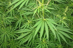 Cannabis, si dalla Regione Piemonte