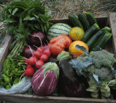 leggi tutto l'articolo Più difese immunitarie con verdure di stagione Più difese immunitarie con verdure di stagione