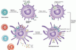 Generazione in vitro di cellule dendritiche da cellule isolate dal sangue cordonale