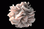 leggi tutto l'articolo Cellule dendritiche dal cordone: fonte allogenica alternativa per l'immunoterapia del cancro? Cellule dendritiche dal cordone: fonte allogenica alternativa per l'immunoterapia del cancro?