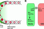 leggi tutto l'articolo Differenziazione di staminali cordonali in cellule germinali Differenziazione di staminali cordonali in cellule germinali