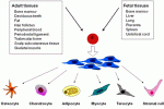 Gamma-secretasi nella soppressione di tossicità di NK mediata da MSC derivate da Cordone