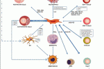 Gli effetti dei fattori di secrezione delle hUCMSCs sulla differenziazione in senso osteogenico