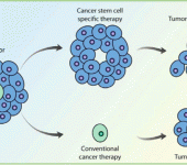 Staminali mesenchimali e ruolo nella crescita metastatica e chemioresistenza del colangiocarcinoma