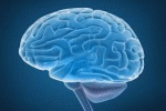leggi tutto l'articolo Staminali cordonali modulano risposta post-infartuale neuronale in maniera sesso-dipendente Staminali cordonali modulano risposta post-infartuale neuronale in maniera sesso-dipendente