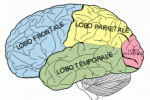 leggi tutto l'articolo Il cervello apprende durante il sonno Il cervello apprende durante il sonno