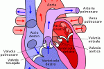 leggi tutto l'articolo Infarto ed angina, scoperte nuove cause Infarto ed angina, scoperte nuove cause