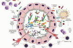 leggi tutto l'articolo disbiosi intestinale disbiosi intestinale