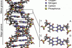 leggi tutto l'articolo Dna "spazzatura" regista del codice genetico Dna "spazzatura" regista del codice genetico