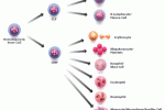 leggi tutto l'articolo Cellule staminali ematopoietiche per il trattamento del linfoma CNS primario Cellule staminali ematopoietiche per il trattamento del linfoma CNS primario