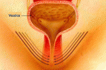 ORGASMI PIU' INTENSI CON GLI ESERCIZI DI KEGEL