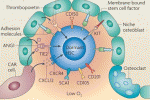 Stem cell factor è essenziale per preservare la capacità di ricostituzione delle CD34+