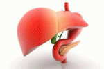 Induzione di epatociti funzionali a partire da cellule staminali mesenchimali del cordone