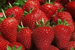 leggi tutto l'articolo La fragola, il frutto dei preliminari La fragola, il frutto dei preliminari