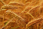 leggi tutto l'articolo Allergia al frumento e differenza con la celiachia Allergia al frumento e differenza con la celiachia