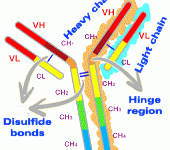 Espressione del gene delle immunoglobuline nelle cellule CD34 del sangue del cordone