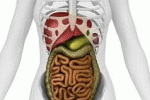 Salute e Benessere del nostro Intestino