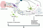 GDF-15 secreto da staminali del cordone promuove neurogenesi e attività sinaptica in Alzheimer