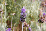 leggi tutto l'articolo L'amico della pelle: l'olio essenziale di lavanda L'amico della pelle: l'olio essenziale di lavanda
