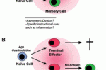 Identificazione e rilevanza di Linfociti TReg CD8+ e HLA-DR+