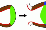 Colture in 3D per un migliore impiego delle staminali mesenchimali