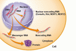 Singnature di miRNA come potenziali biomarker di ematopoiesi e leucemia