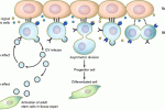 Microvescicole derivate da staminali cordonali per il danno renale acuto