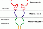 leggi tutto l'articolo Trapianto di cellule staminali del cordone ombelicale per il trattamento di lesioni spinali Trapianto di cellule staminali del cordone ombelicale per il trattamento di lesioni spinali