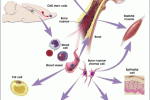 Recupero post-infarto migliorato da un patch di fibrina e staminali mesenchimali dal cordone