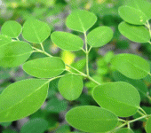 Moringa, l'albero dei miracoli