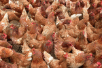 leggi tutto l'articolo Napoli: sospetto focolaio di Aviaria, uccise 4800 galline Napoli: sospetto focolaio di Aviaria, uccise 4800 galline