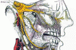 leggi tutto l'articolo CHARLIN SINDROME NASOCILIARE CHARLIN SINDROME NASOCILIARE