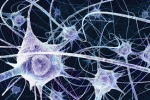 leggi tutto l'articolo Identità origini-dipendenti in iPSCs umane differenziate Identità origini-dipendenti in iPSCs umane differenziate