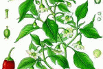 leggi tutto l'articolo kili di troppo? Ecco i dimagranti naturali kili di troppo? Ecco i dimagranti naturali