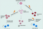 Scoperta di nuovi pathways implicati nella proliferazione delle staminali indotta da ipossia