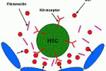 Differenziazione in cardiomiociti in vitro da cellule ematiche del cordone ombelicale