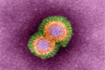 leggi tutto l'articolo Pubblicato l'identikit del supervirus H5N1 Pubblicato l'identikit del supervirus H5N1